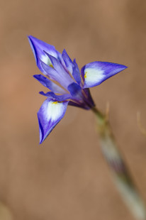 Blue iris (Iris spuria), Iris blu